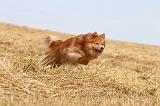 CHIEN FINNOIS DE LAPONIE 236